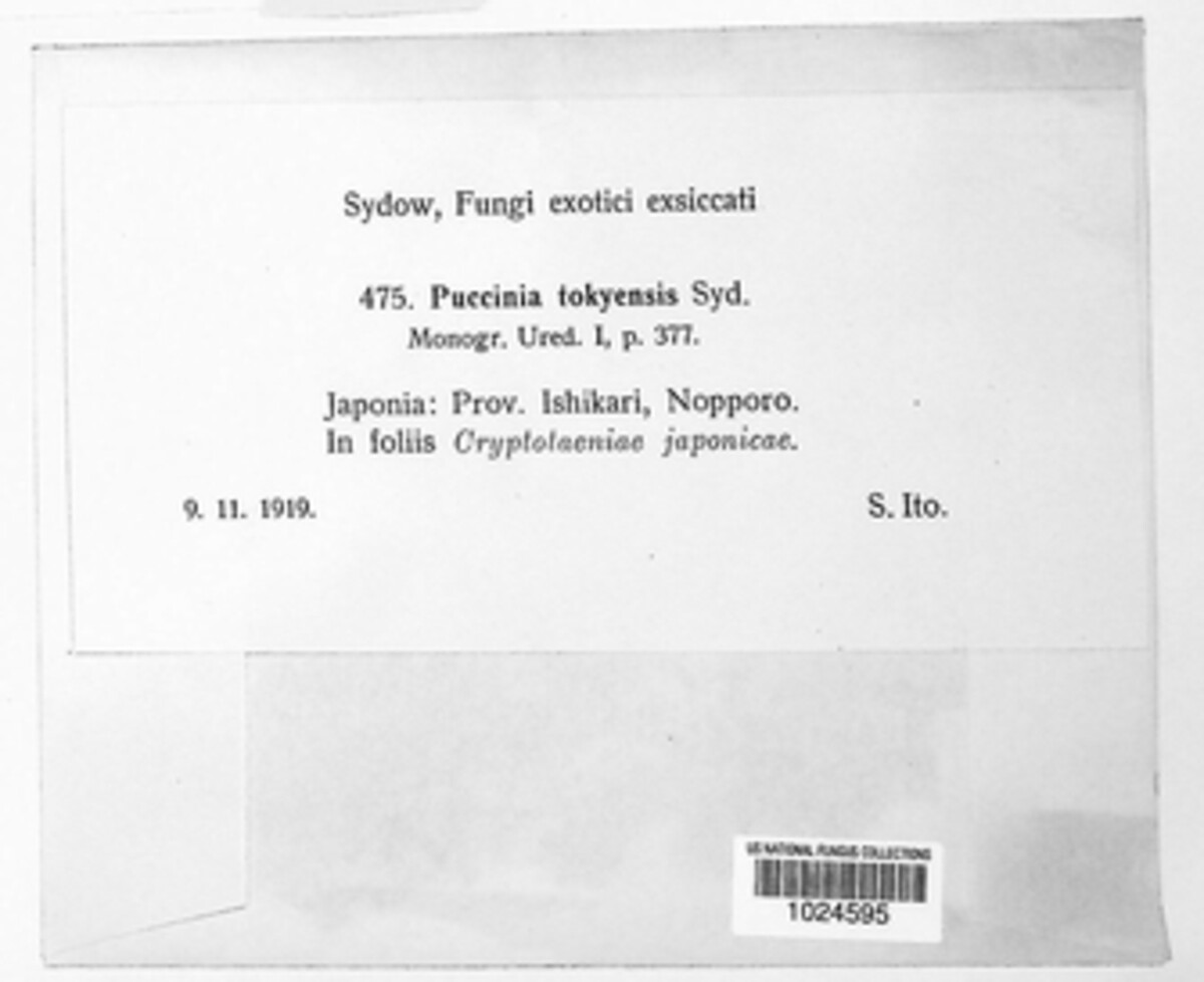 Puccinia tokyensis image
